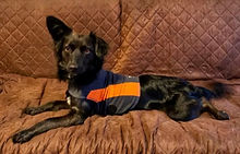 Ansiedad de tu Mascota. CHALMYS