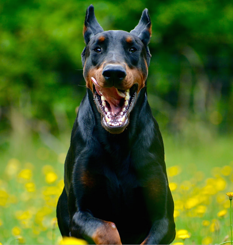 Colter - running.png