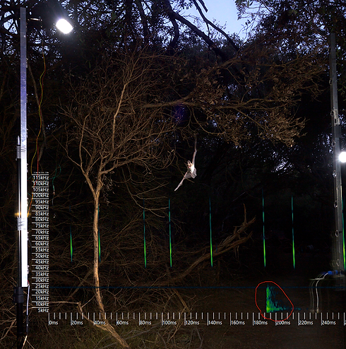 Harp trap with sonogram 1.png