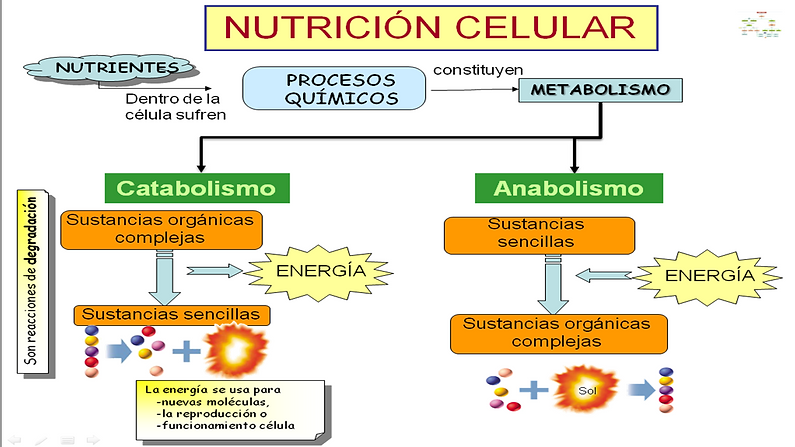 Nutricion celular (2).png