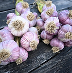 garlic.jpeg