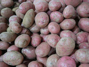 Ministro de Agricultura calificó de "anómalo" el alza de las papas: "Tiene que acabarse este abuso"