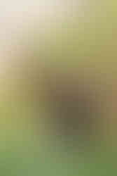 A newly engaged couple kiss among the green leaves of the forest.