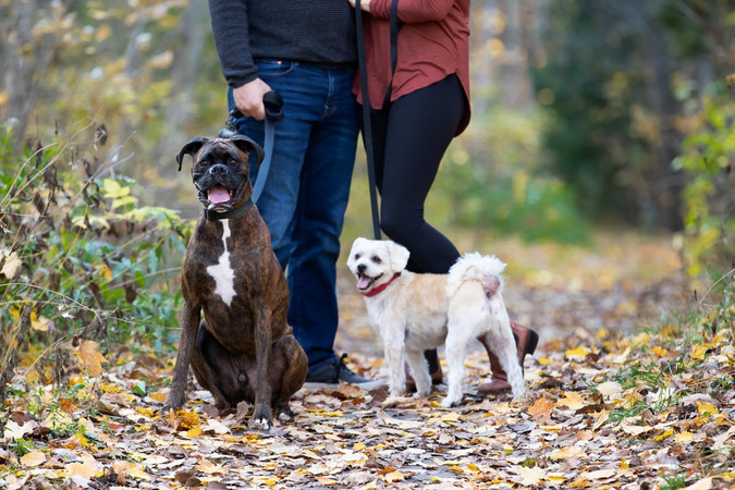 A big brown dog sits patiently while a white dog looks back at the camera during a walk on a forest path.