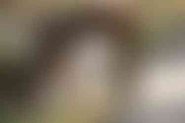 A small white dog stands under a larger brown dog at the park.