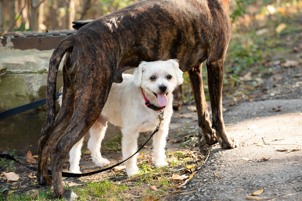 A small white dog stands under a larger brown dog at the park.