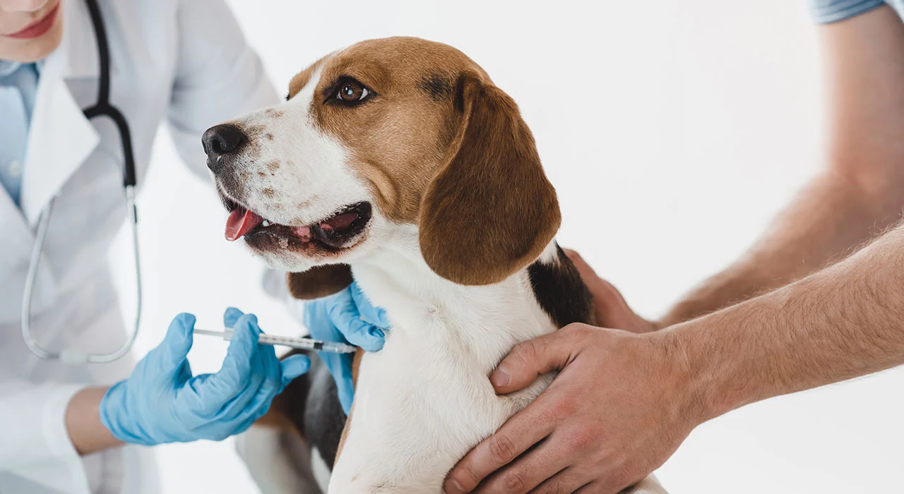 Veterinaria.webp