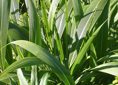 setaria palmifolia1.jpg