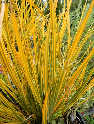 libertia ixioides2.jpg