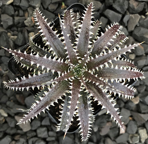 Dyckia Brittle Star