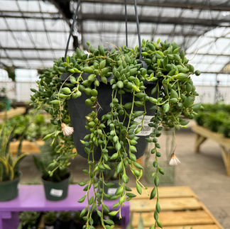 Hanging house plant