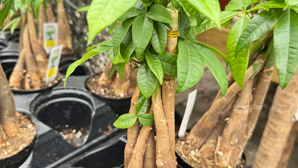 money tree