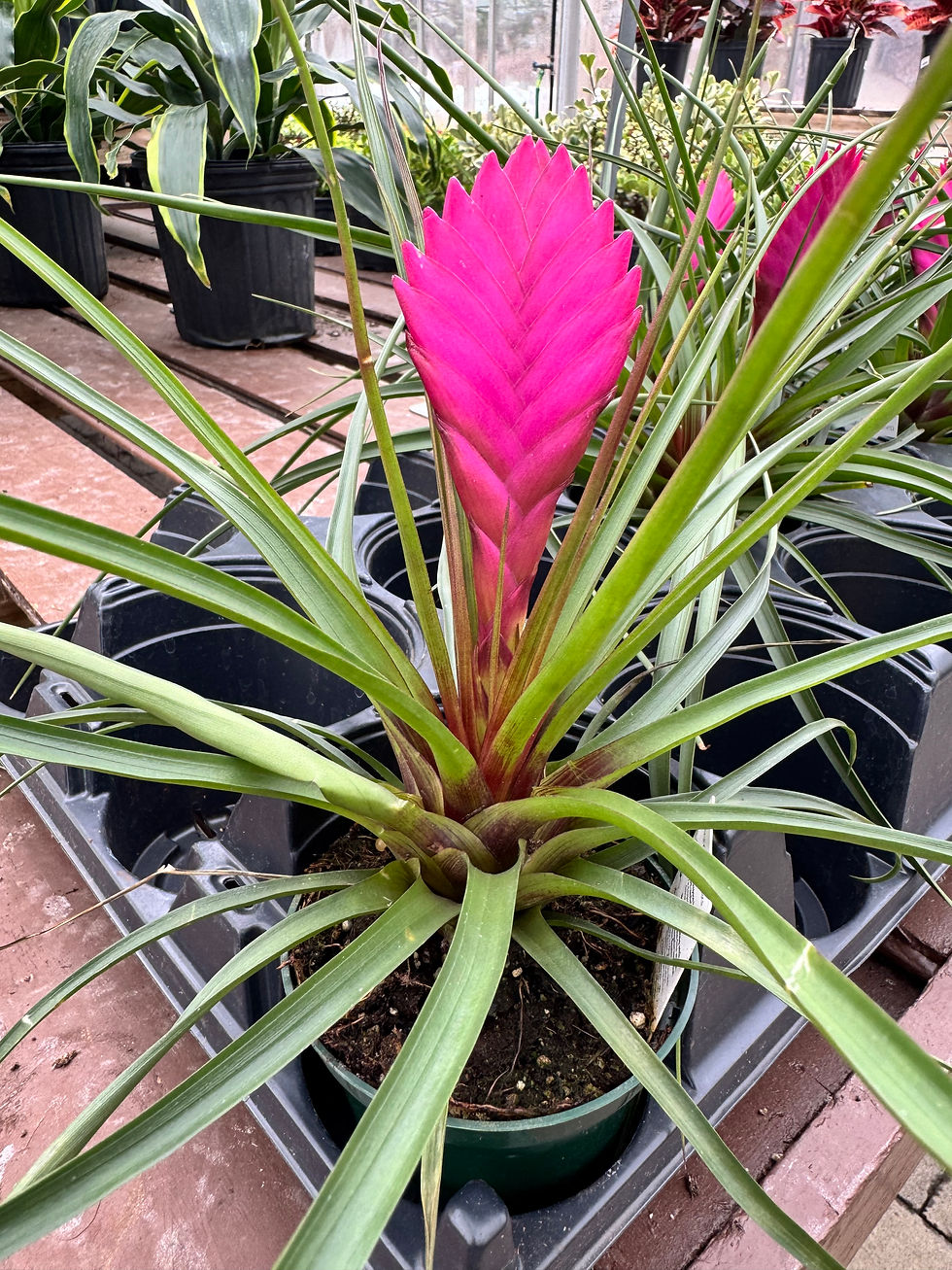 bromeliad antonio pink