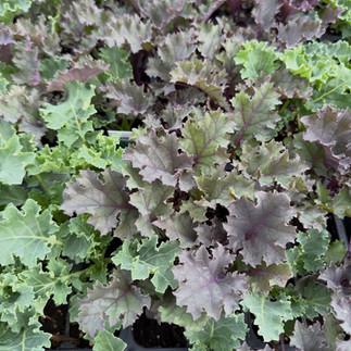 veggies