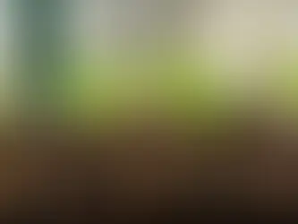 Seed starting in New York State with vegetable seedlings growing indoors in trays near a sunny window