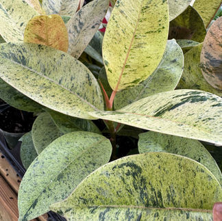 House plant