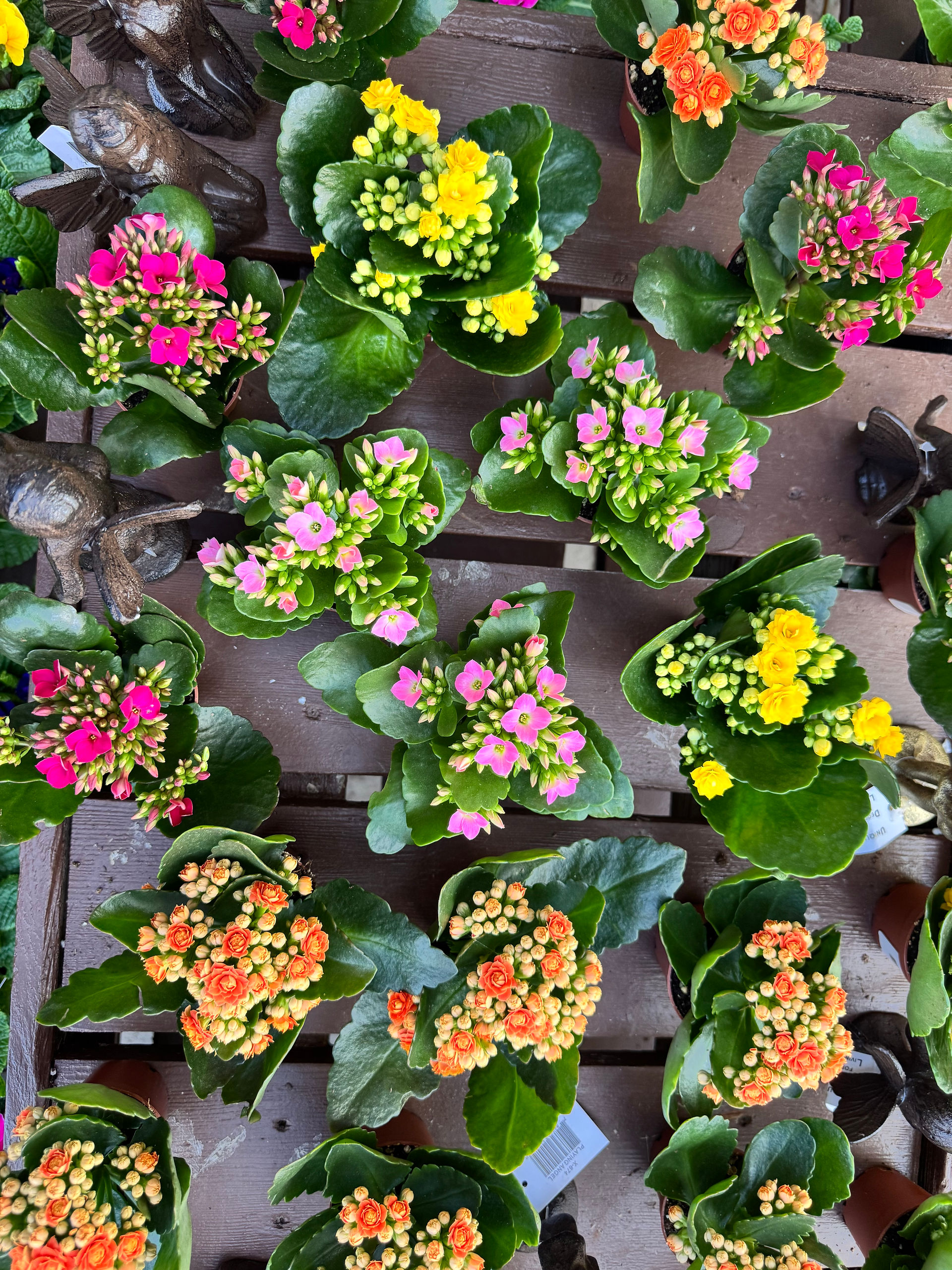 flowering plants