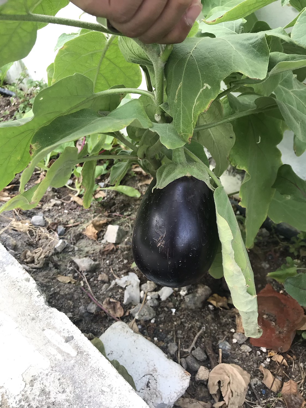 Thumbnail: Organic Liquid fertilizer HHT4.5 (سماد عضوي سائل)