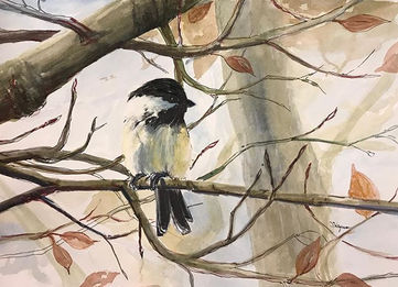 Black capped chickadee posing majestically at our bird feeders this morning.jpg