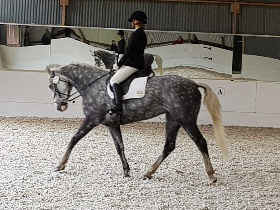 Dressage Show