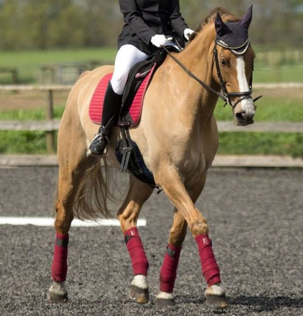 Dressage Show