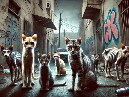 Homeless and Hurting: The Dire Plight of Cyprus' Stray Cats and Dogs