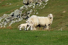Ewe and Her Lambs