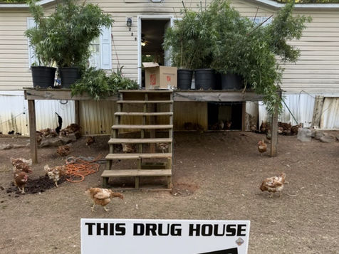 Two Arrested After Animal Welfare Check- Marijuana Plants Found