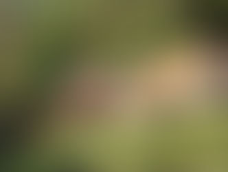 Welcome to the 🌱Homegrown Healthy Living🌱 blog!