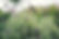 lavendar garden growing at anna axisa's garden.jpg