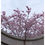Thumbnail: Cherry Blossoms Card