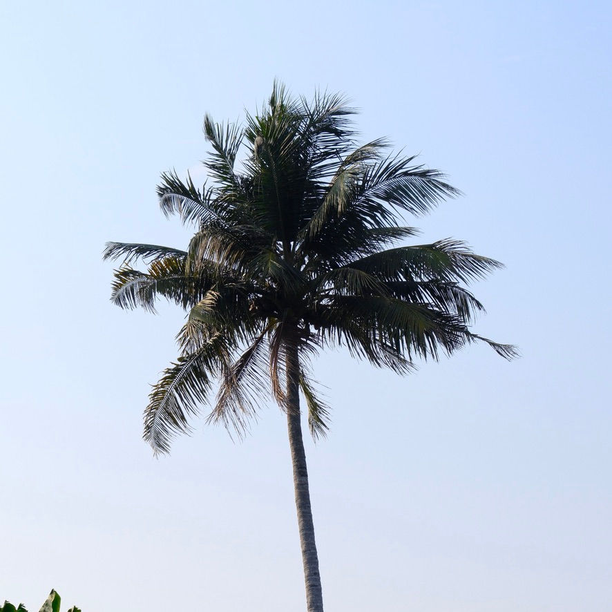 Thumbnail: Slow Photo Print "kerala"