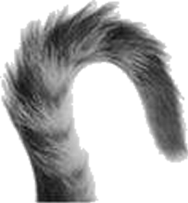 TAIL.png