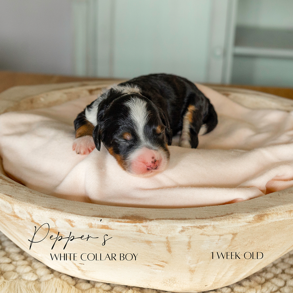 Pepper's White Collar Boy