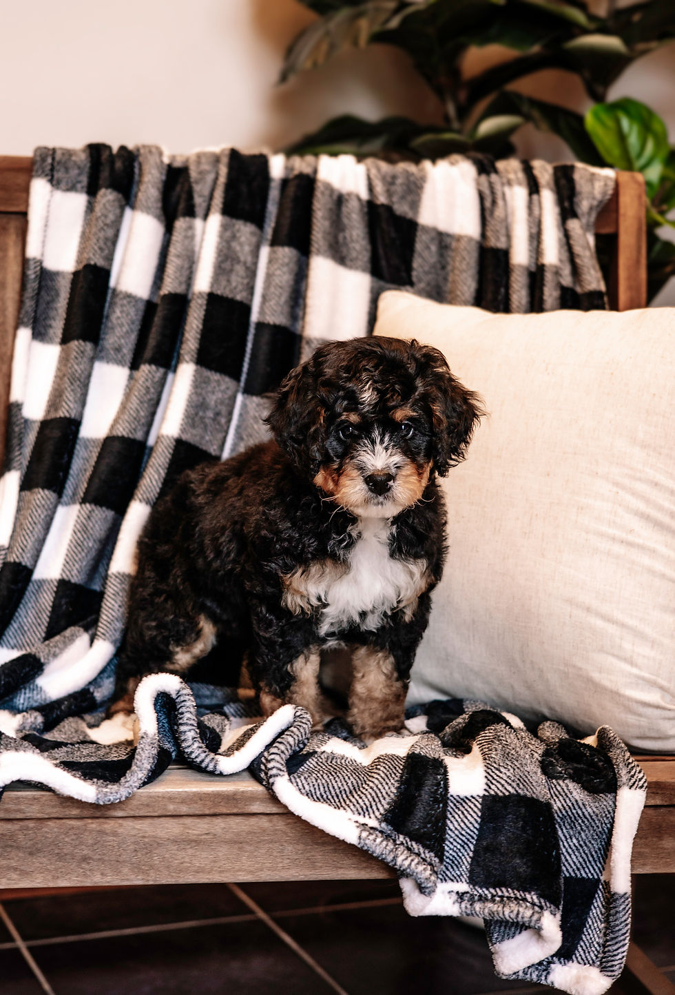 Miniature Bernedoodle