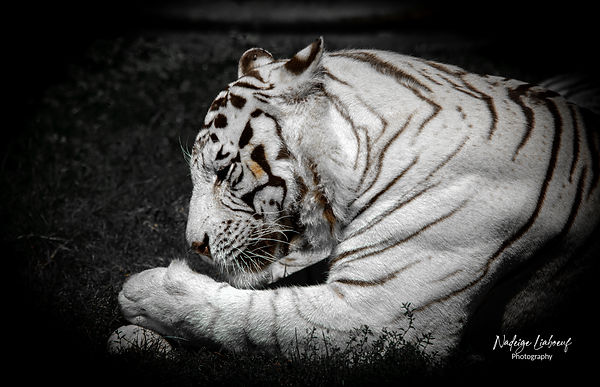 Tigre blanc