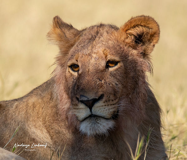 Lionne 2019