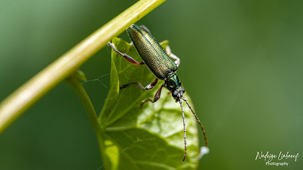 _DSC1972 copie.jpg