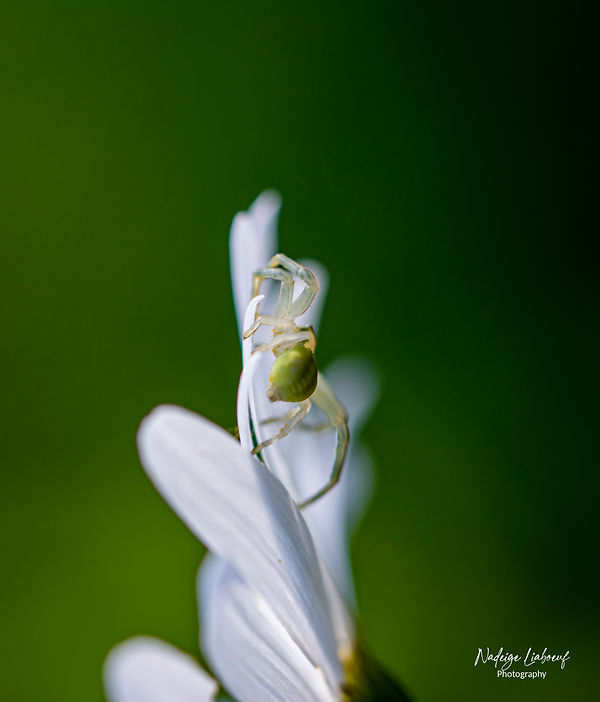 _DSC8566 copie.jpg