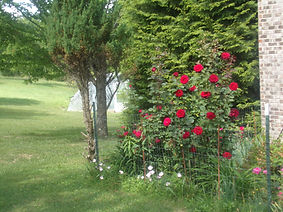 roses.JPG