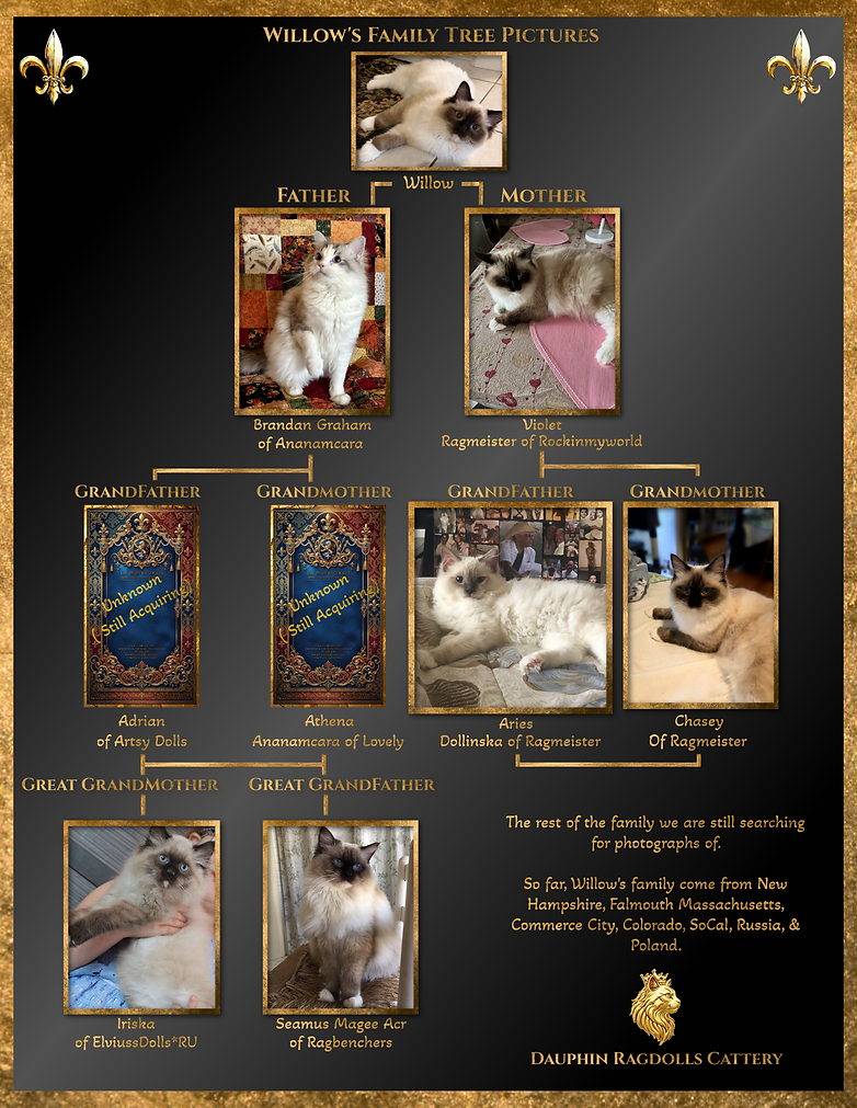 Willow Family Tree - Need to match_redo.png