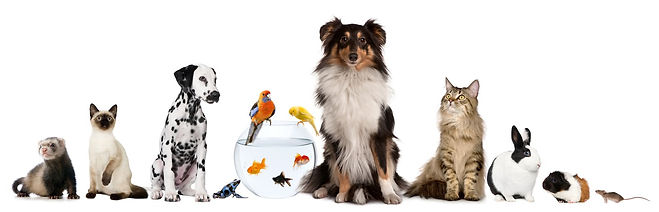Pets.jpg