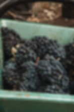 image00019.jpeg