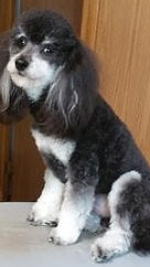Charlie after picture