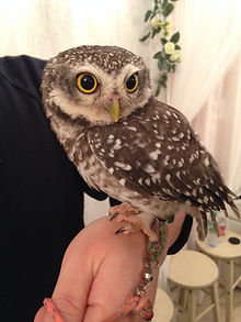 owl cafe UK