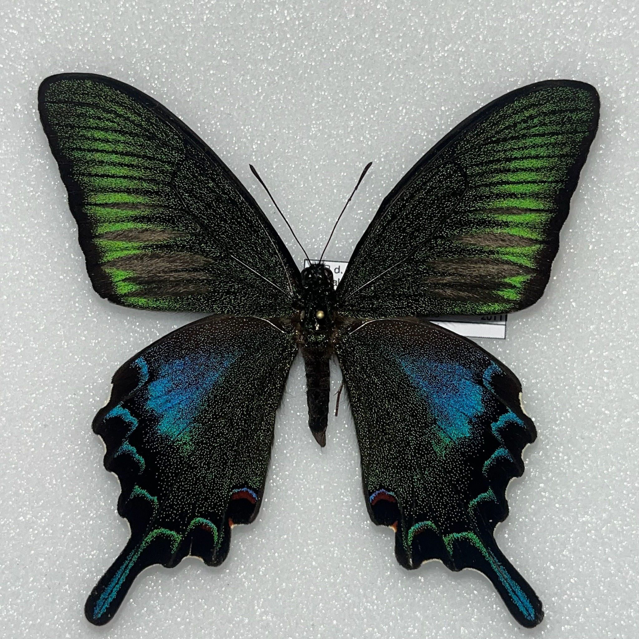 HYBRID Papilio okinawensis x d.dehaanii M