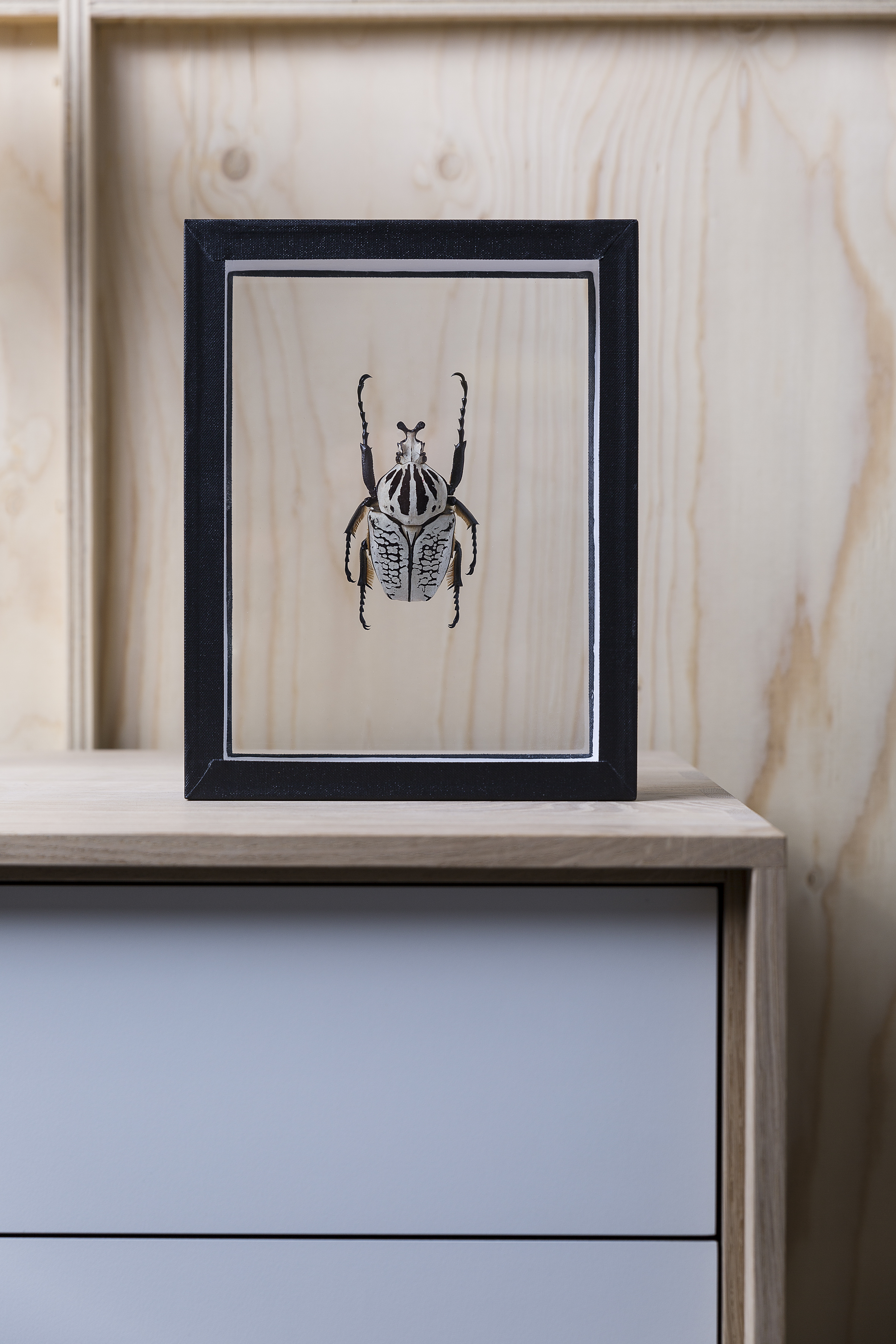 Goliathus Orientalis