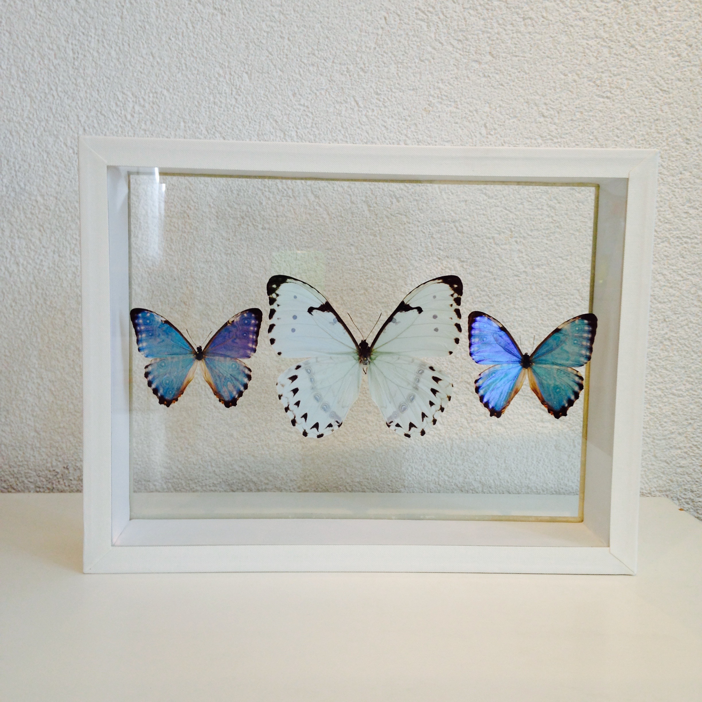 Trois Morphos