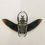 Thumbnail: Goliathus Orientalis