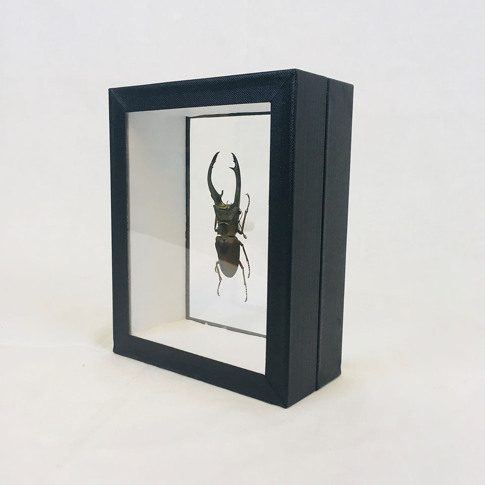 Thumbnail: Cyclomatus truncatus sous cadre